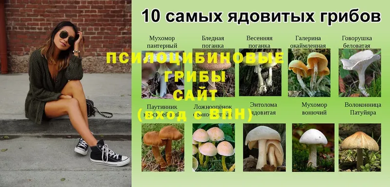 Галлюциногенные грибы мицелий  Бузулук 